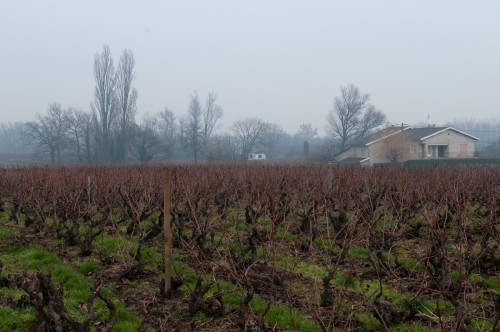 Beaujoulais Region vineyard