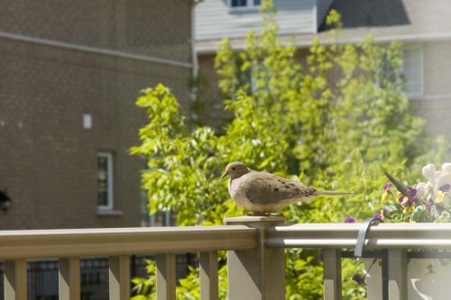 Birdy on Balcony