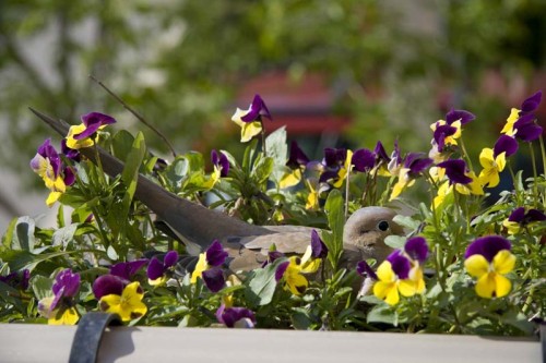 Birdy in its nest