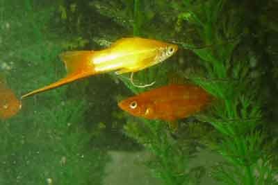 swordtails