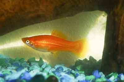 female swordtail