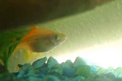 female shy swordtail