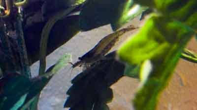 amano shrimp