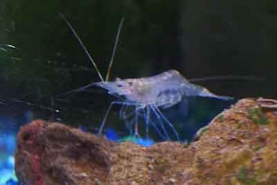 ghost shrimp